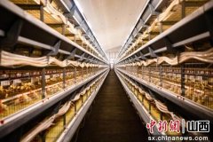 山西襄垣：智能养鸡“孵出”富平易近新财产